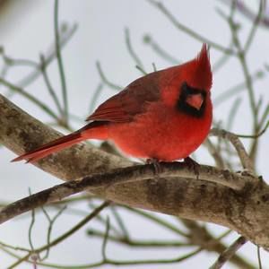 Meet your Posher, Marcia